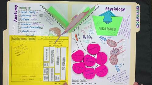 Respiratory System Activity - Human Body Files for Anatomy and Physiology