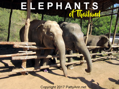 Preview of FREE Thailand's Elephant Jungle Sanctuary Video | Animal Welfare Documentary