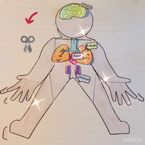 The Human Body Systems Project | Science Project | Research | TPT