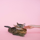 The Cat Song - My Kitty Cat's Got Style!Brain Break -