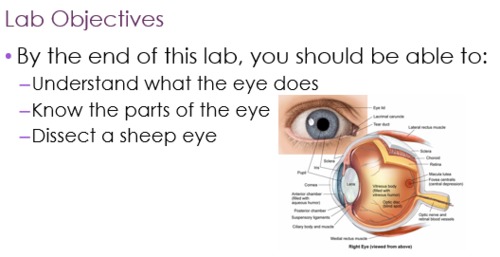 Preview of Eye Dissection Lab Bundle