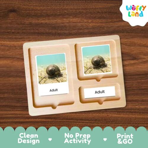 freshwater-snail-life-cycle-3-part-nomenclature-cards-flashcards-montessori