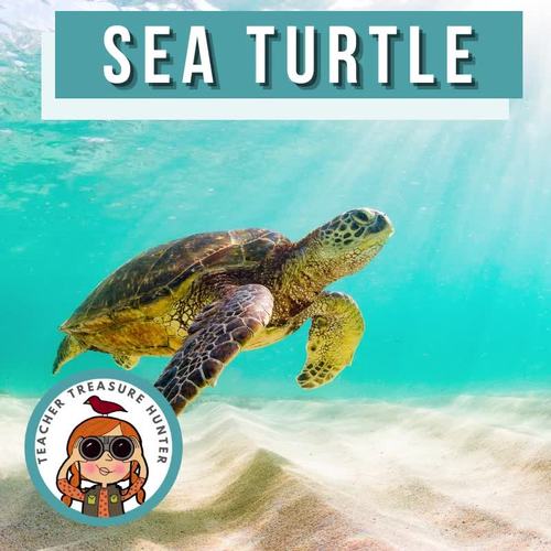 Ocean Animals Research Sea Turtle Information for Animal Reports