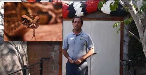 Animal Chat: Ectotherm Edition by Explore Science | TpT