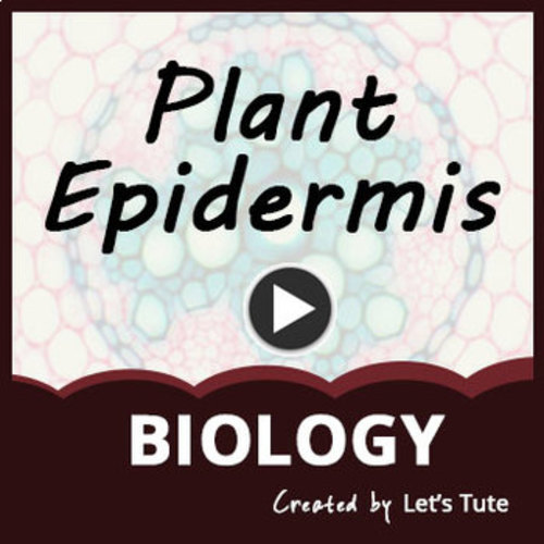 Science Biology Plant Epidermis by Letstute | Teachers Pay Teachers