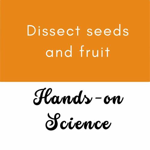 Seed & Fruit Dissection Lab Activity Biology Science Stations Centers ...