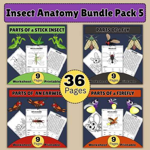Insect Anatomy Bundle | Earwig, Stick Insect, Firefly & Fly Worksheets