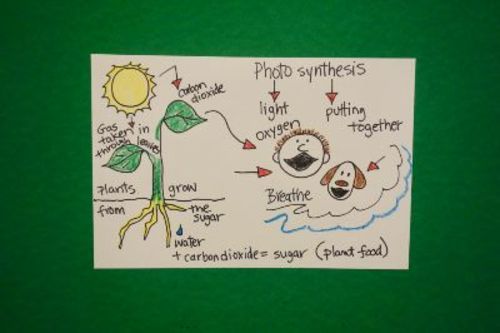 Preview of Let's Draw Photosynthesis!
