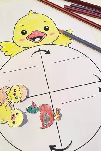 Duck Life Cycle Craft , Cut and Paste Activity , Spring Science Craft