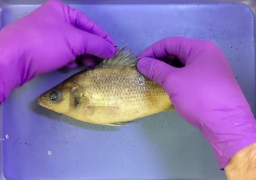 Preview of Freshwater Perch Dissection Video Tutorial + Lab Procedure PDF