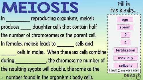 Meiosis ~Interactive Digital Resource for Google Drive~