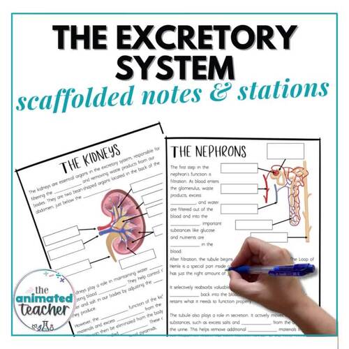 The Excretory System Worksheets and Stations by The Animated Teacher