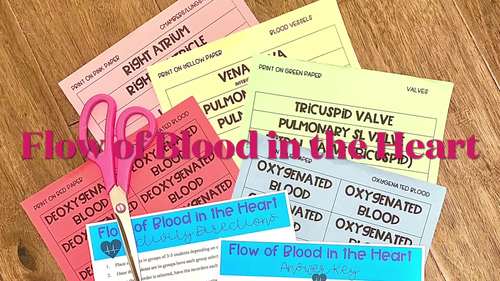 Flow of Blood in the Heart by Rae Rocks Teaching | TPT