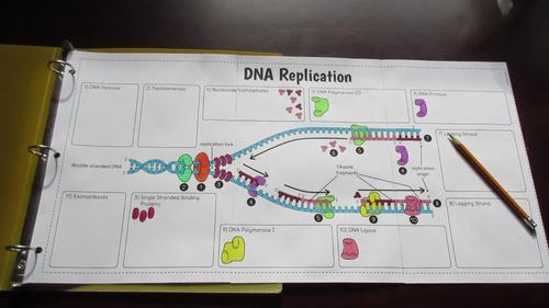 DNA Replication Foldable - Big Foldable for Interactive Notebooks or Binders