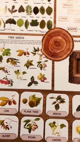 Tree Unit Study | Anatomy of a Tree | Plant Science & Nature Study ...