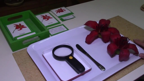 Preview of Montessori Parts of a flower presentation