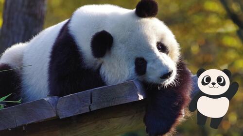 Preview of Let’s Learn About Pandas! | Real Panda Footage + Voiceover for Kids