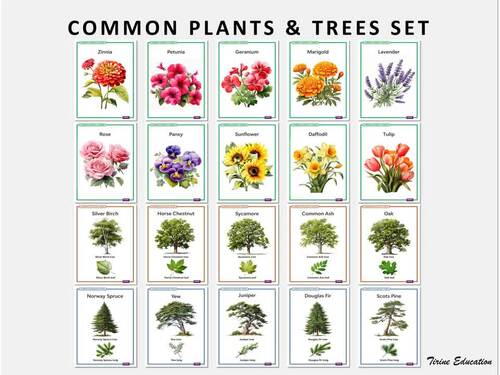 Common Plants and Trees: 20 poster Primary Science Set by Tirine Education