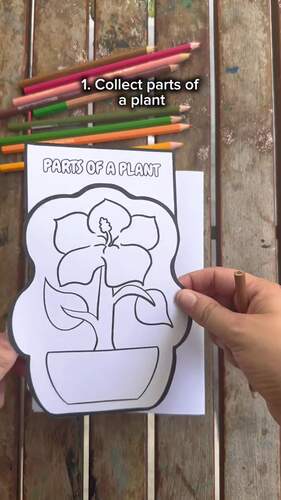Parts of a Plant Flip Book | Plant Parts and Functions Low-Prep Project ...