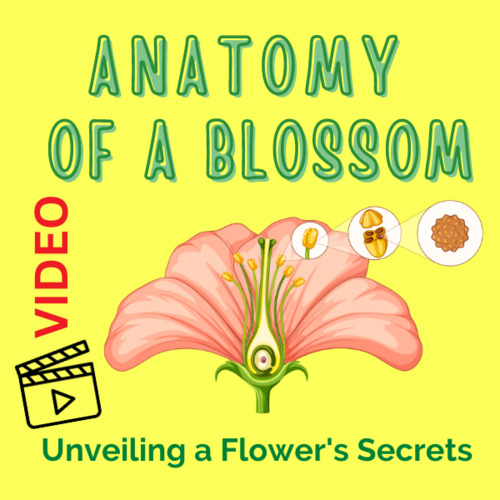 Preview of Anatomy of a Blossom: Unveiling a Flower's Secrets