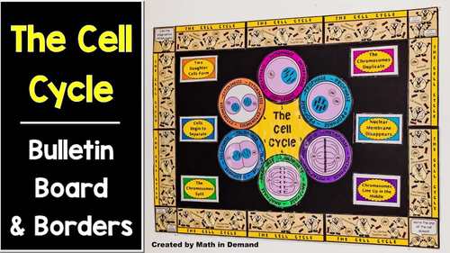 The Cell Cycle Bulletin Board Borders Science Classroom Decorations