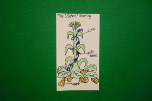 Preview of Let's Draw "The 3 Sisters" Planting!