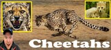 Wasil Science: Cheetahs!