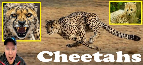 Preview of Wasil Science: Cheetahs!