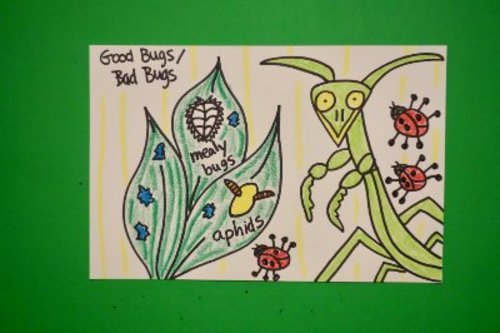 Preview of Let's Draw Good Bugs / Bad Bugs in a Garden!