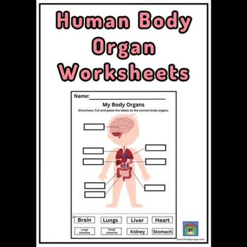 Human Body Organ Worksheets by Preschool Garage | TPT