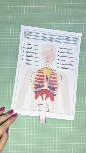 RESPIRATORY SYSTEM by Cosmos Education | TPT