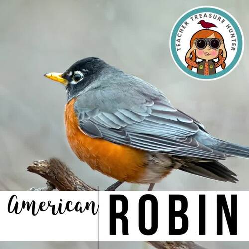 Robin | 3D Paper Bird| Printable Animal Craft | Robins by
