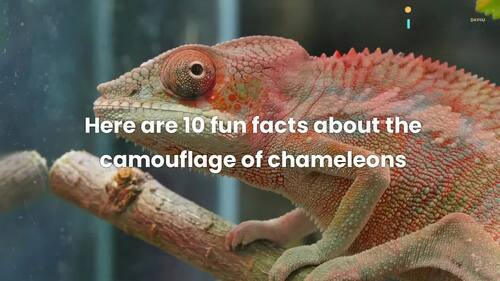 Preview of 10 fun facts about the camouflage of chameleons