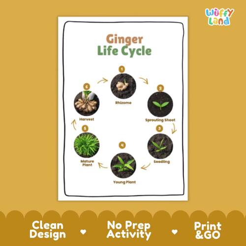 Ginger Life Cycle Sequencing Craft & Poster | Plant Science Botany Activity