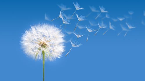 Preview of What is seed dispersal?