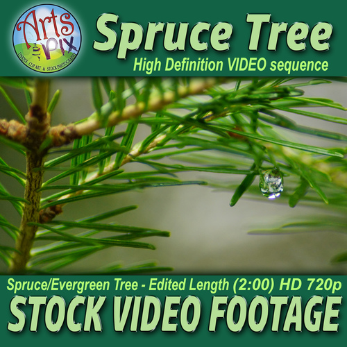 Preview of Stock VIDEO Footage - "Evergreen Spruce Tree" - NATURE VIDEO Sequence