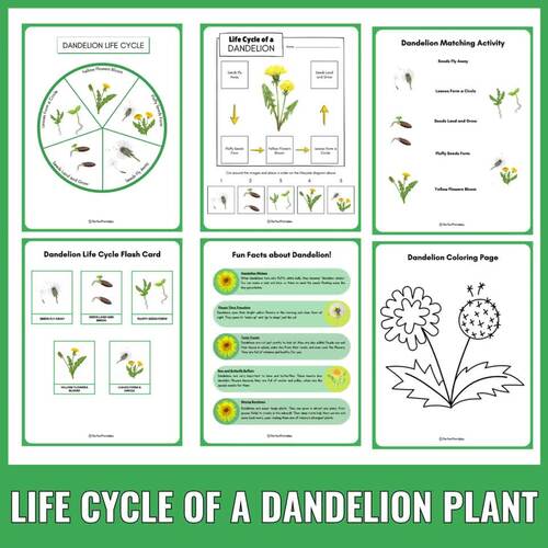 Dandelion Life Cycle: Flowering Plant Science Unit Study & Fun Facts ...
