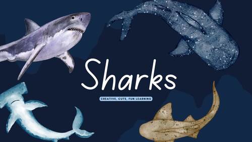 Preview of Sharks Informational Video Slides  | Ocean Animals Unit