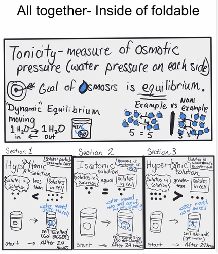 Osmosis and tonicity worksheet