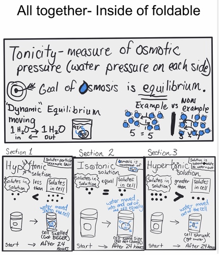 Preview of Osmosis and Tonicity Notes/Foldable
