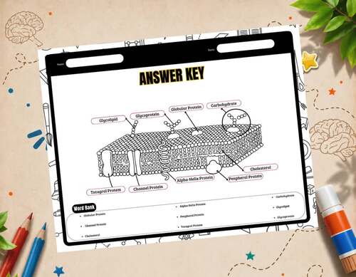 Parts of a Cell Membrane Activities | Labeling, Word Search, Coloring Pages