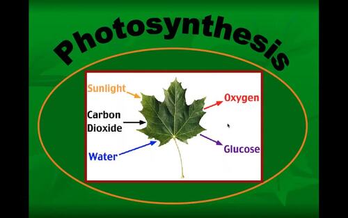 Preview of Biology Lecture Video/Photosynthesis/Flipped Classroom/Edpuzzle Ready