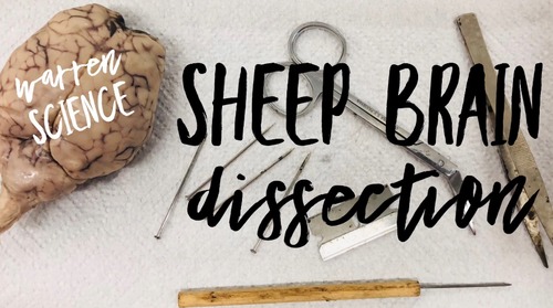 Preview of Sheep Brain Dissection Video + Lab Sheet