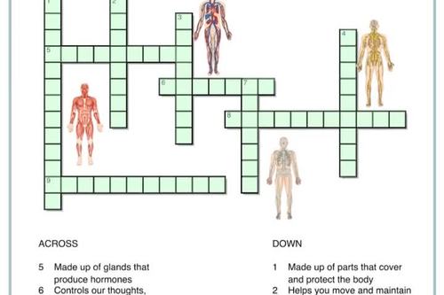 Body Systems Crossword Puzzle