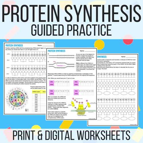 Protein Synthesis Guided Practice Transcription and Translation by Laney Lee