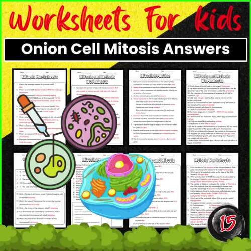 Onion Cell Mitosis Worksheet Answers by Lib Anatomy school TPT