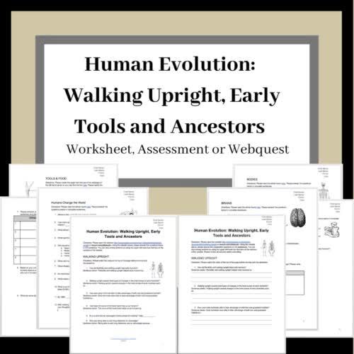 Human Evolution: Walking Upright, Early Tools and Ancestors | TPT