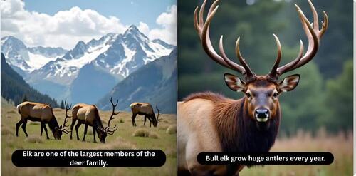 The Hidden Life of Elk | Animal Facts and Realistic Wildlife Pictures ...