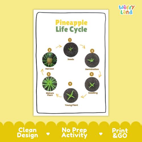 Pineapple Life Cycle Activity Cut and Paste Worksheet Science Tropical ...