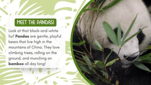 All About Pandas: Endangered Science & Nonfiction Animal Research PPT